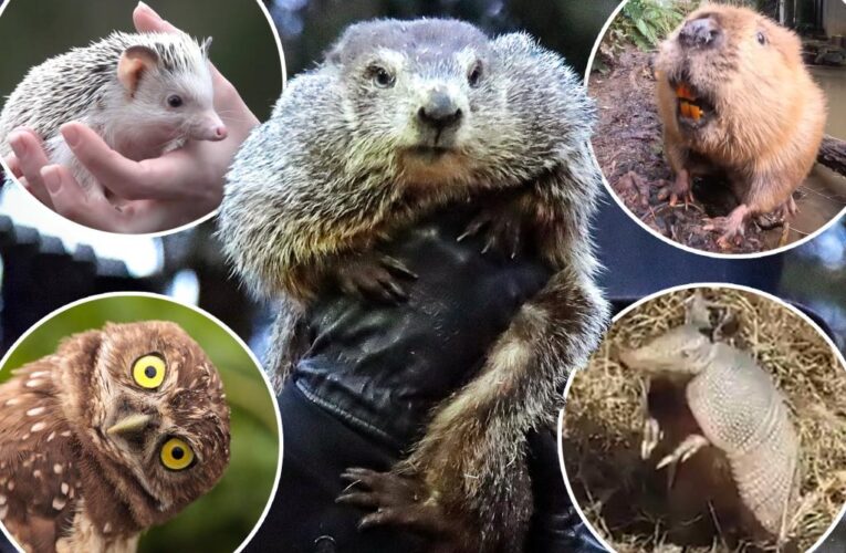 Animals other than Punxsutawney Phil that will try to predict end of winter on Groundhog Day