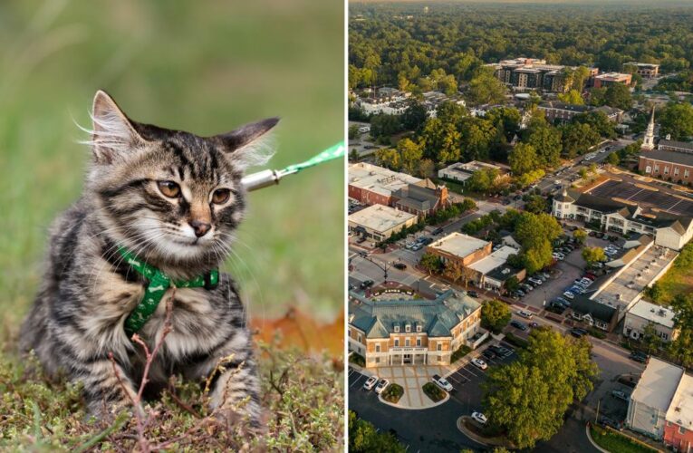 Town tells pet owners to leash cats outdoors or face fine