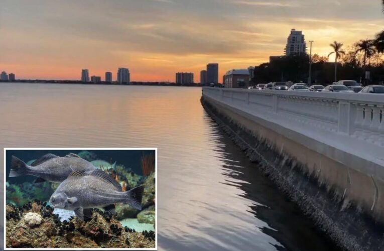 Mysterious noise irking Tampa residents may be fish mating loudly