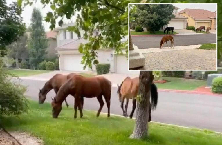 Wild horses create hazard for drivers in Nevada’s Virginia Range