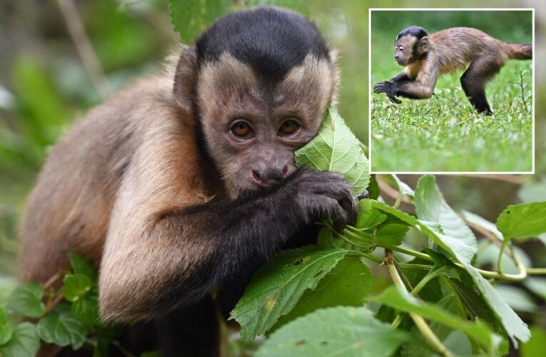 Wild capuchin monkey, Charlie, on the loose in Ireland after escaping from sanctuary