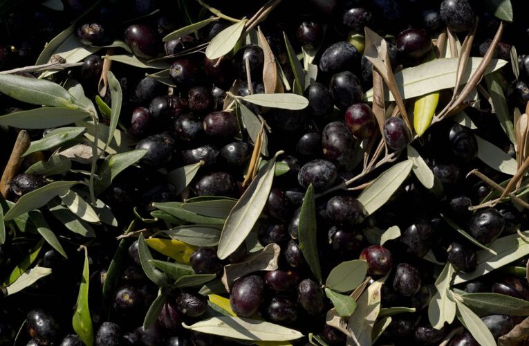WTO sides with bloc against US tariffs on Spanish olives