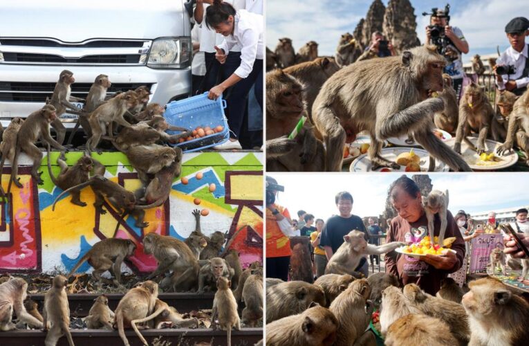 Thousands of monkeys invade Thai city, forcing tourists and businesses to flee: report