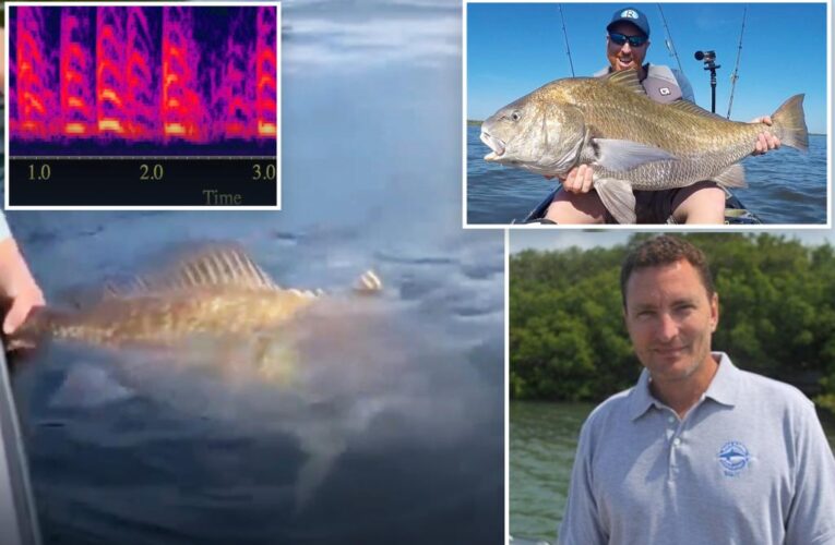 Noisy fish sex keeping Florida residents up all night: scientist