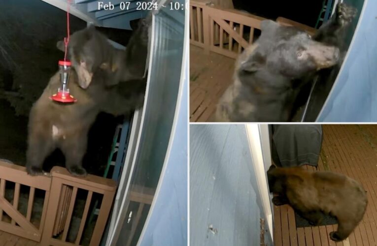 Bear tries to break into Washington home through doggie door: video