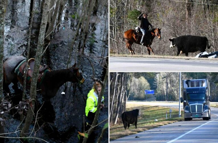 Dozens of ‘rogue’ cows run free along South Carolina highway after 18-wheeler crashes in fiery blaze: wild photos