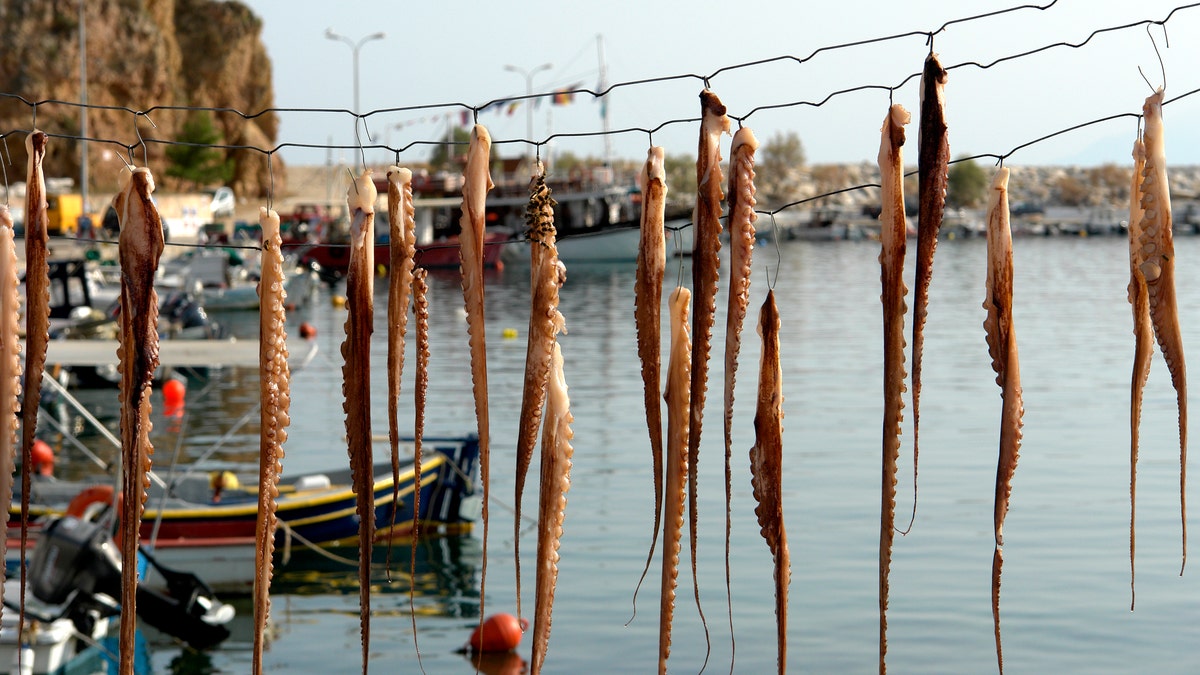 Octopus drying in the sun in Greece