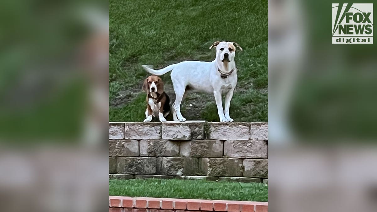 Niko Honarbakhsh and Karl Perman's two beloved dogs, Skylar and Coco. 