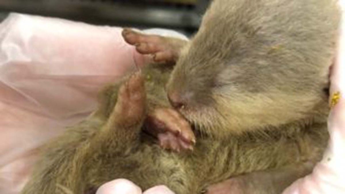 Wild Otter smuggled on plane