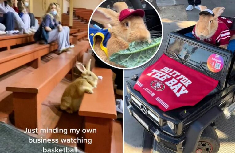 30-pound bunny rescued from slaughterhouse now a social media star and soothing therapy animal