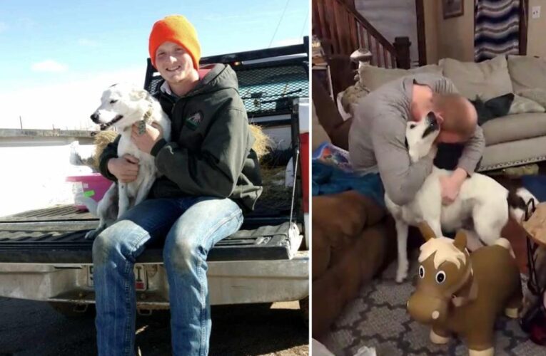 Dog, Patches, missing for four years from Colorado found 500 miles away in New Mexico