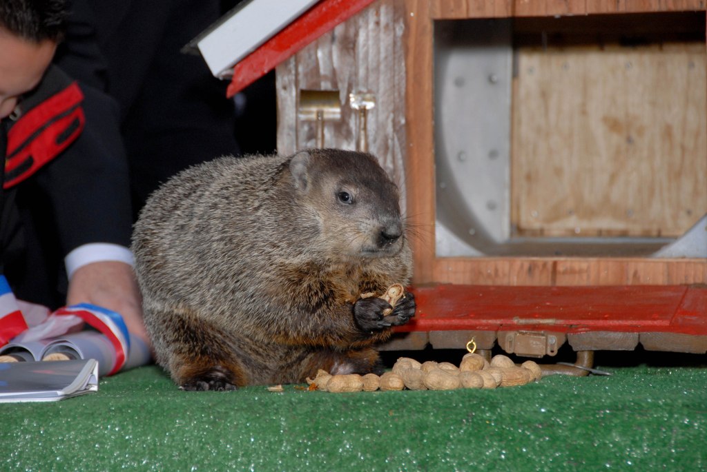CHUCK THE GROUND HOG AT THE STATEN ISLAND ZOO PREDICTING AN EARLY SPRING.
