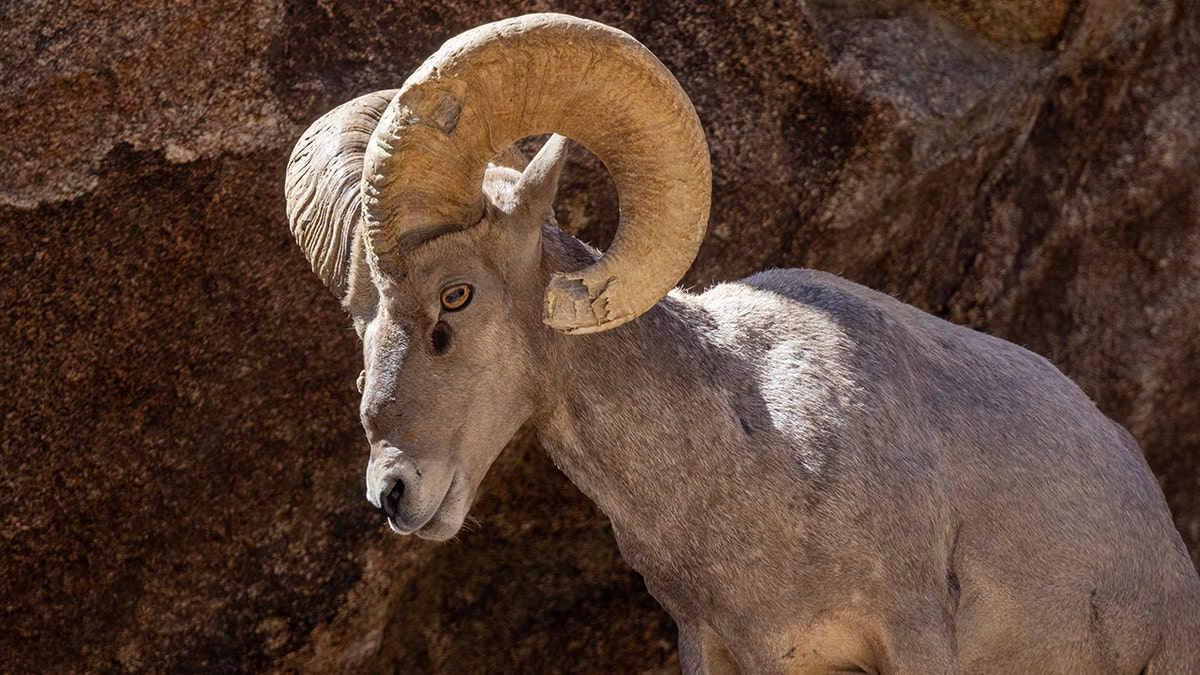 Desert bighorn sheep