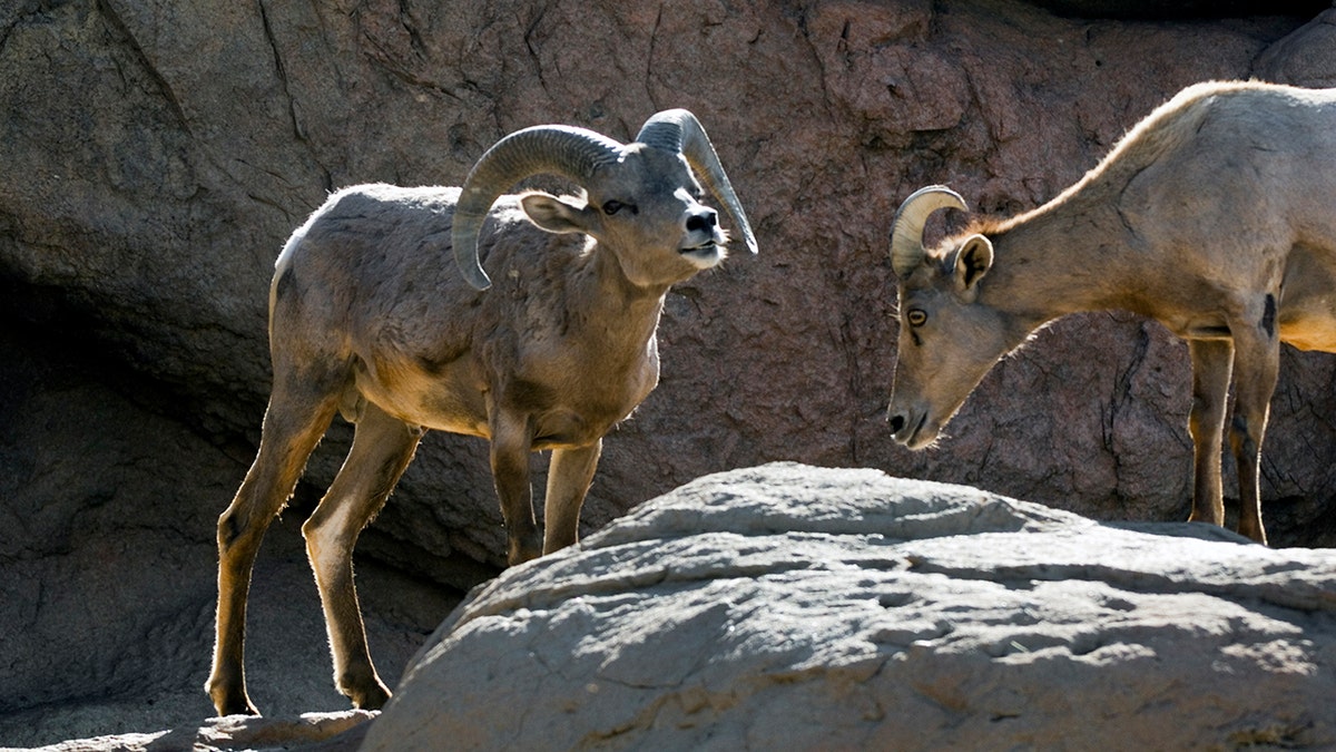 Desert bighorn sheep