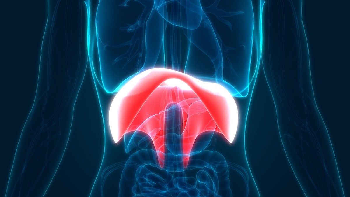 diaphragm