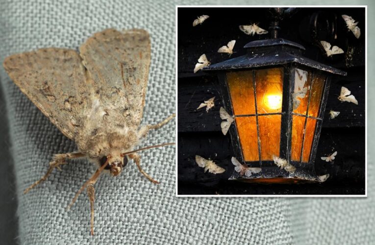 New study disproves long-held belief that bugs are attracted to light