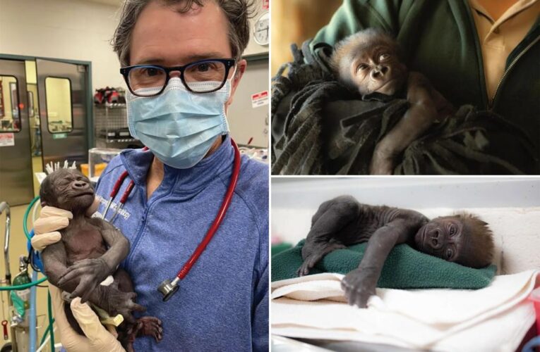 Texas baby gorilla Jameela born at Fort Worth Zoo via C-section