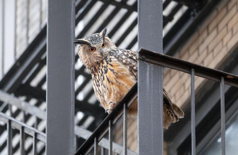 Flaco the owl, who escaped Central Park Zoo, dead after apparent NYC building collision