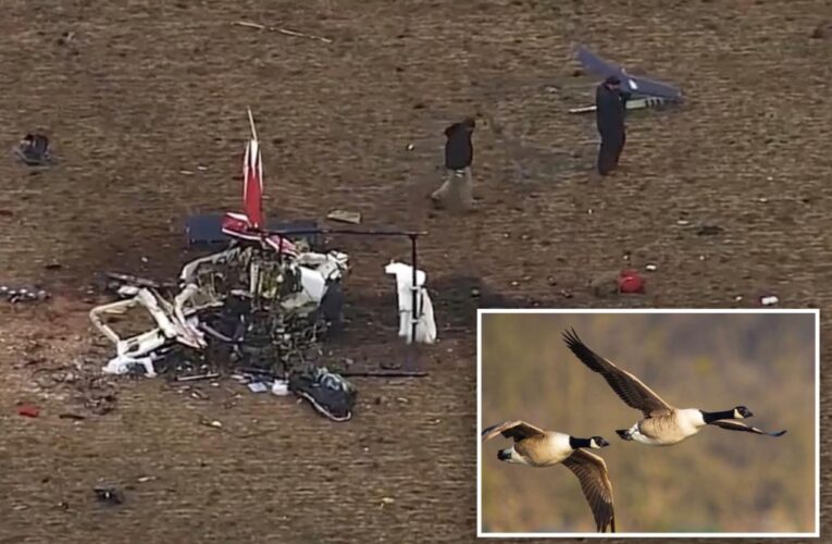 Dead goose found in flight control system of crashed medical helicopter that killed 3: report