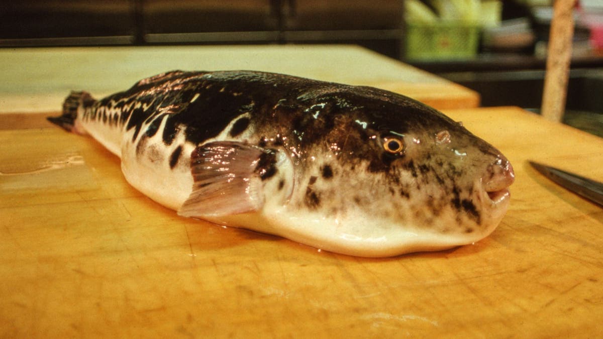 A puffer fish in Japan