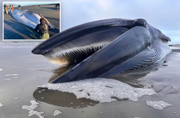 Rare 46-foot fin whale washes up dead on Oregon beach
