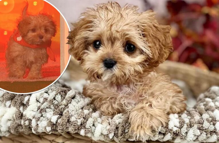 Sweetpea, Puppy Bowl star and tiny rescue, dead at 5 months old