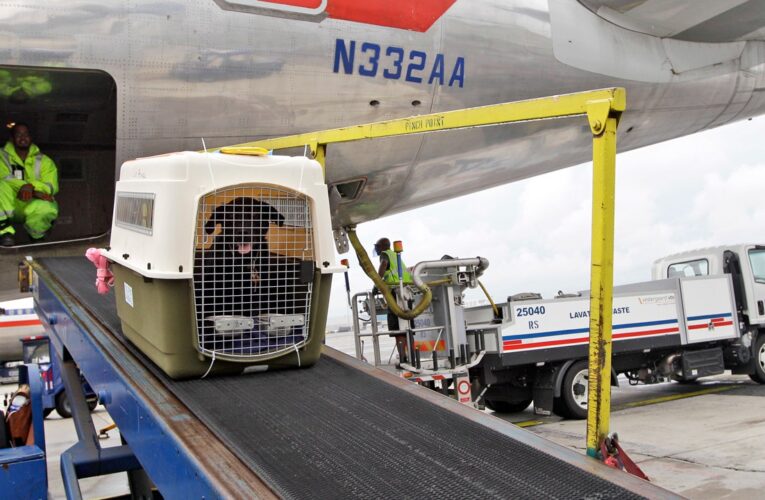 American Airlines relaxes pet, carry-on luggage policy