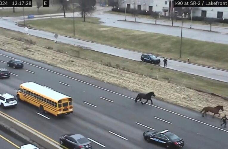 Police horses spark chase as run wrong way down highway