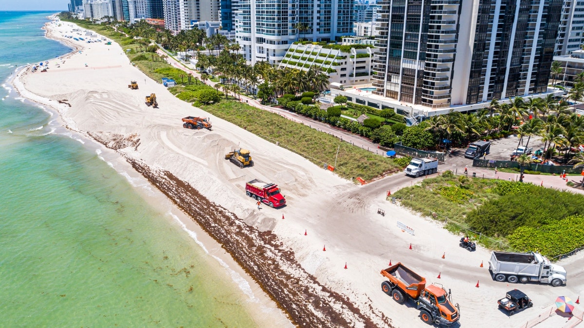 Algae on a Miami beach