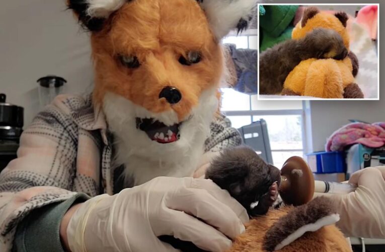 Wildlife center staffers dress up as red foxes to feed cub