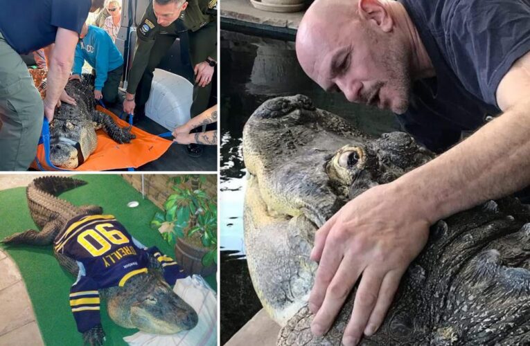 NY man fights to get back 750-pound pet alligator after state seizes beast that loves people but ‘not to eat’