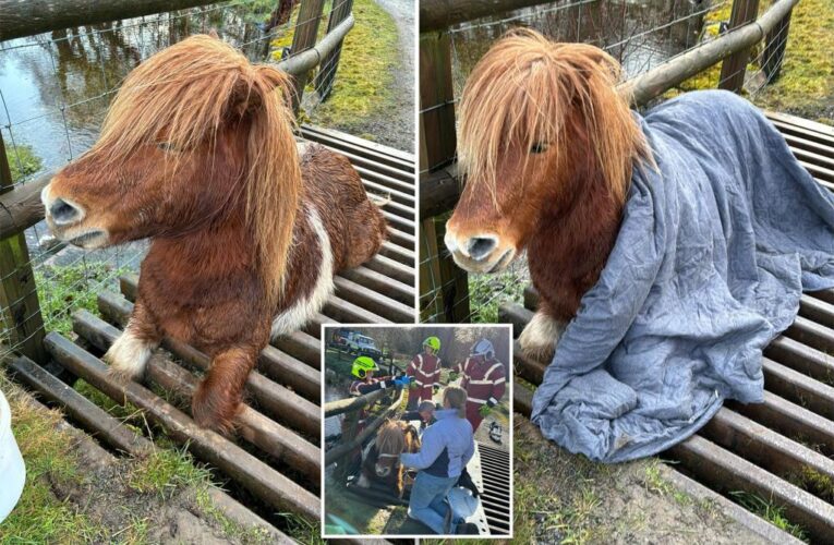 Social media users upset as Shetland pony is stuck in cattle grid for 4 hours with crews toiling