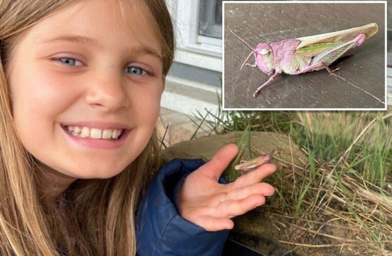 9-year-old ‘bug expert’ discovers and captures super-rare pink grasshopper