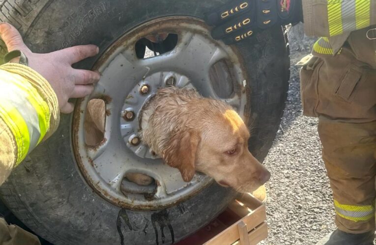 Dog rescued after getting head stuck in a wheel