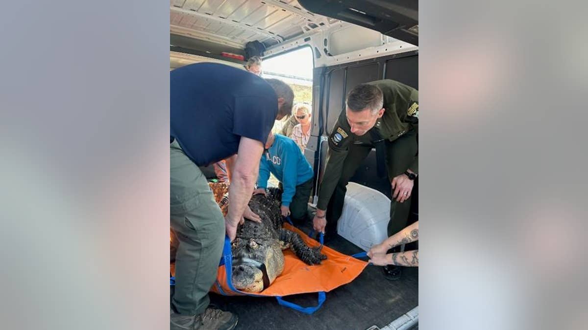 New York State authorities seized Albert the Alligator, which the DEC says has health issues. 