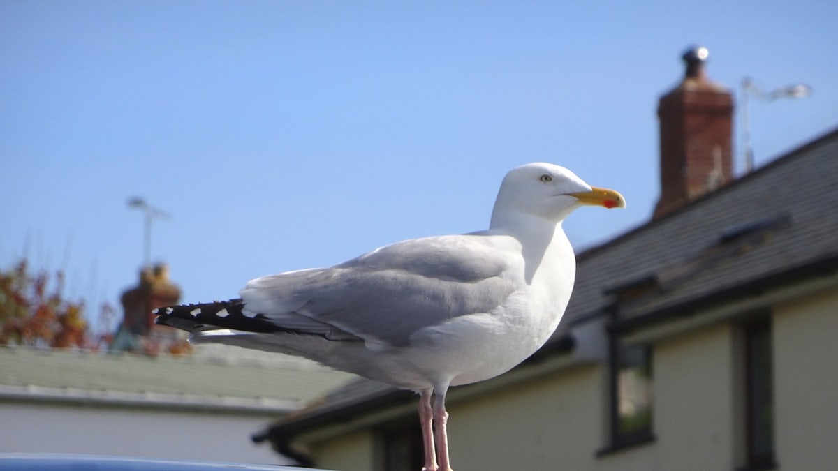 Bird on car