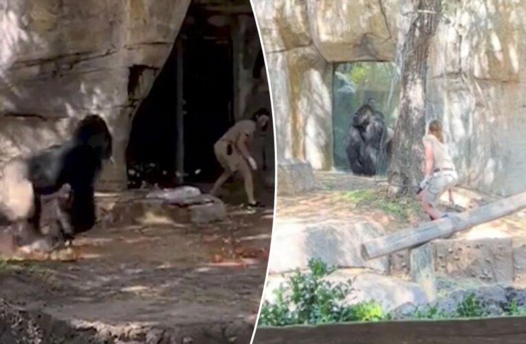 Texas zoo gorilla charges at Fort Worth zookeepers inside enclosure