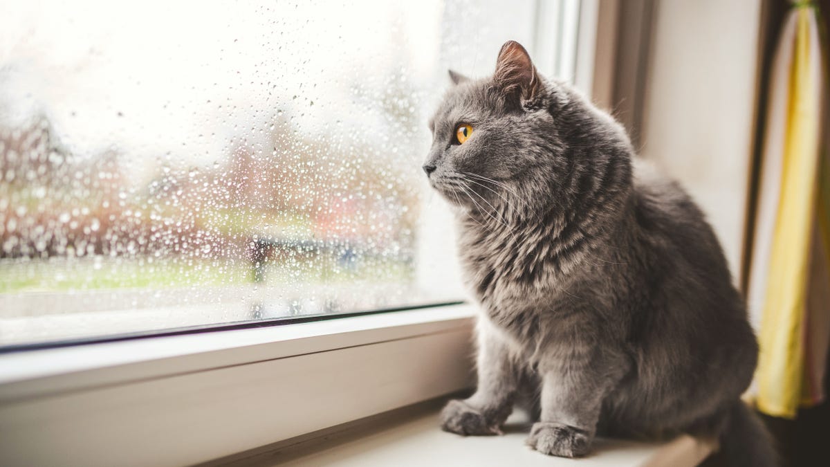 Cat looking out on a rainy day