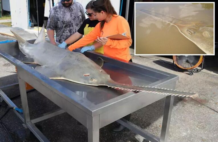 Endangered sawfish ‘whirling and spinning’ to death in Florida, baffling experts