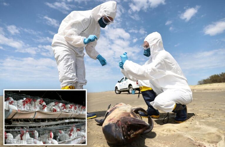 Fears of humans catching avian flu heighten as virus spreads to mammals: ‘Quite likely’