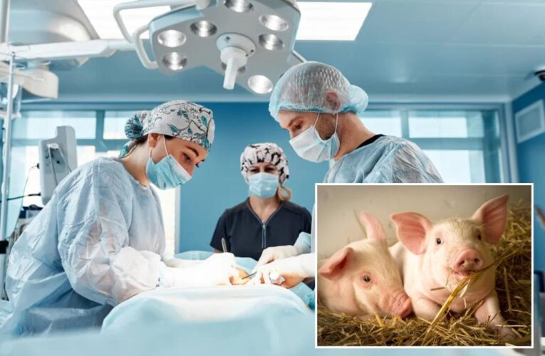 Patient receives kidney from genetically engineered pig in medical breakthrough