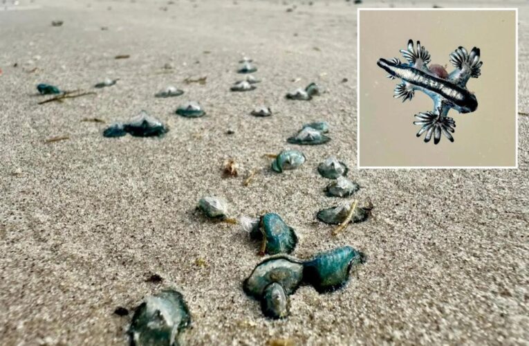 Thousands of blue dragons wash up on Texas beaches