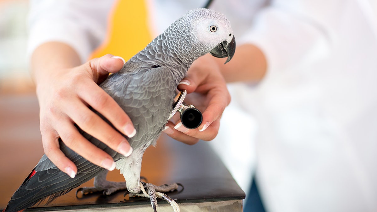 vet looking at parrot