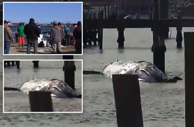 25,000 pound whale euthanized after getting stuck in Rhode Island pond
