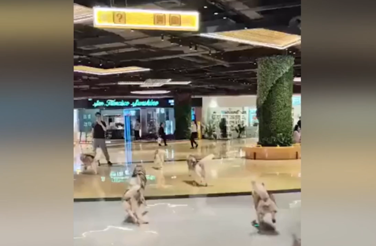 WATCH: 100 huskies cut loose in shopping mall after pet café mishap