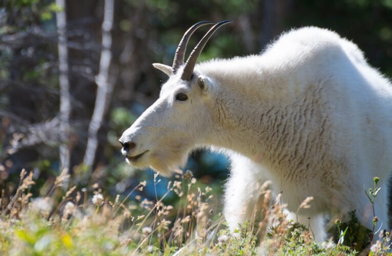 Mountain goat, believed to be stolen pet, rescued while hanging from Kansas City bridge