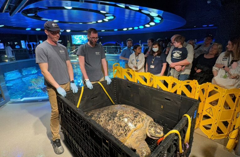 New England Aquarium’s 500-pound, 95-year-old sea turtle gets clean bill of health