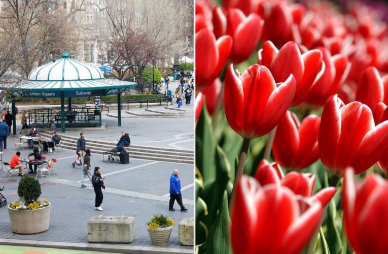 200k flowers coming to Union Square for Tulip Day