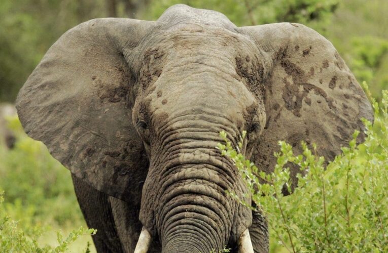 79-year-old US tourist killed by bull elephant while on Zambian safari