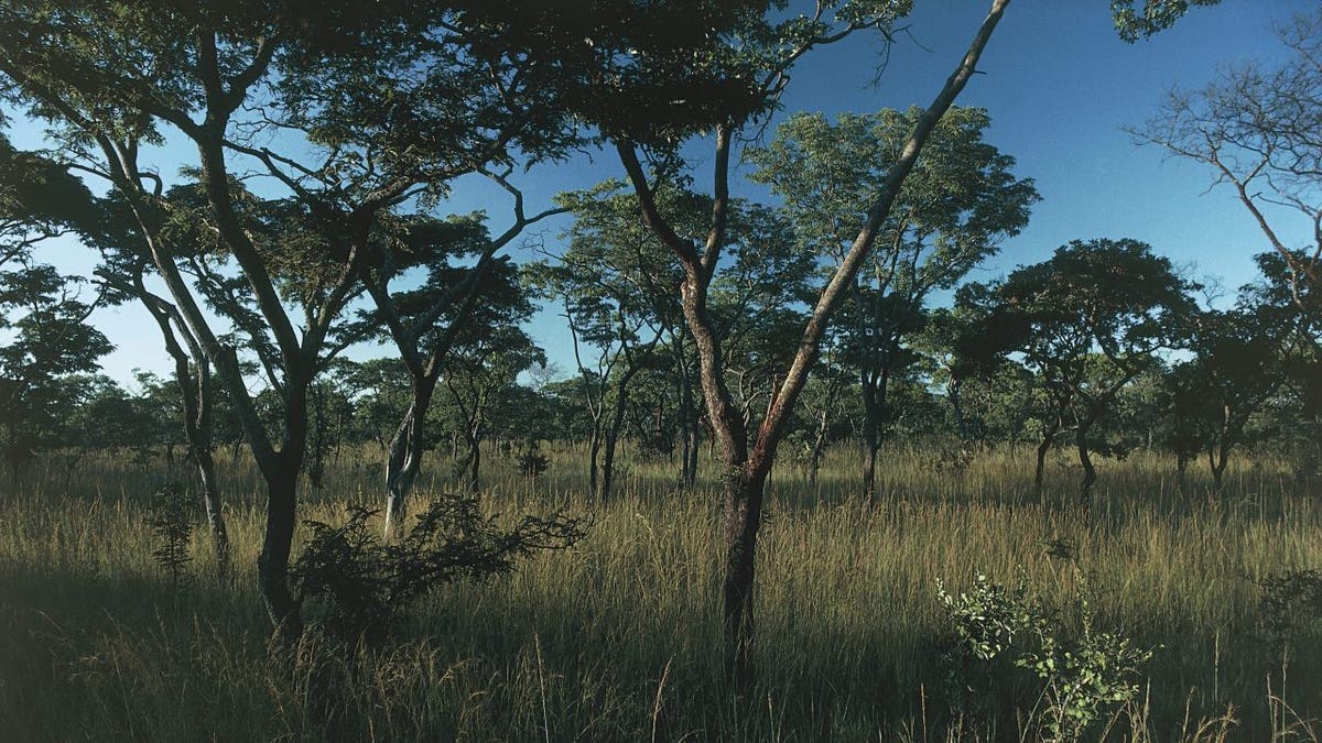 Kafue National Park